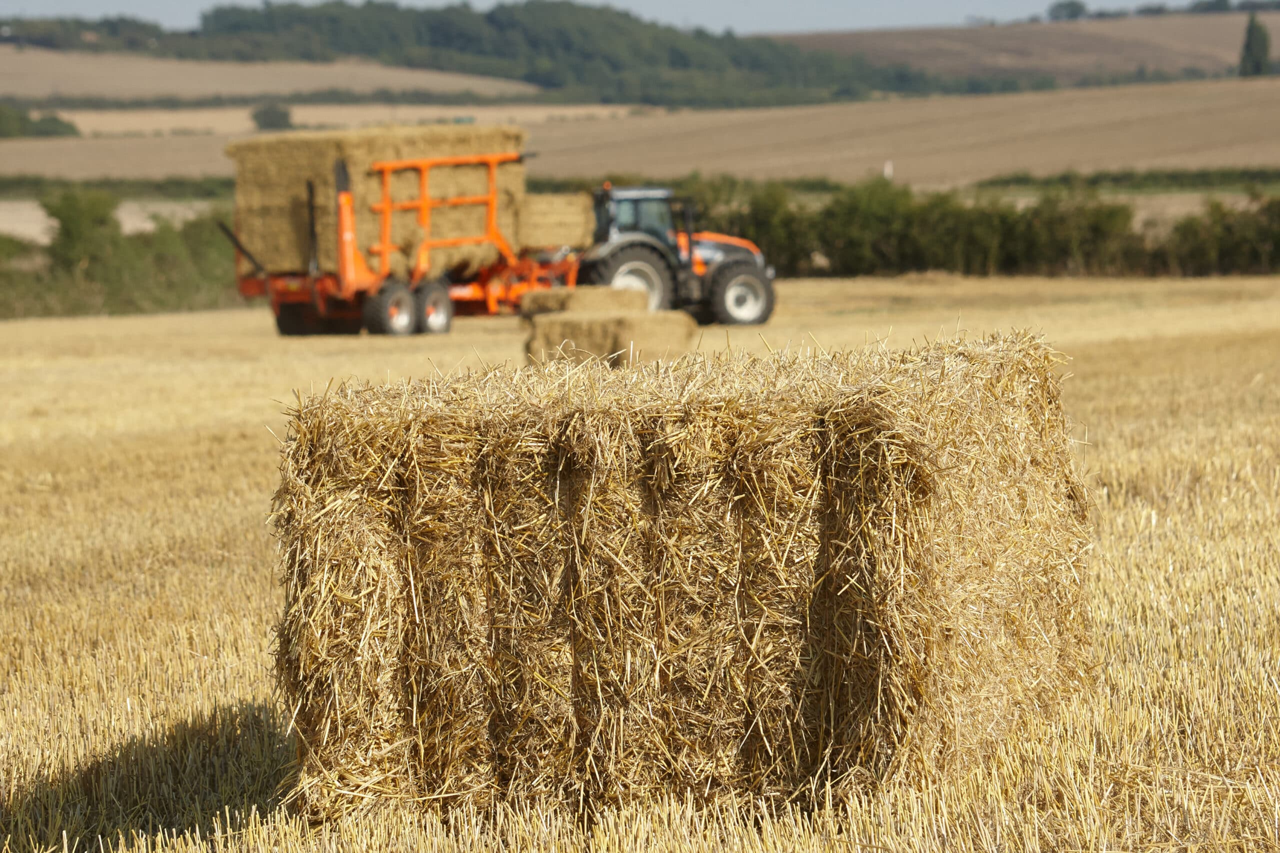 Hay bales in field